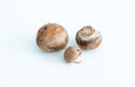 kastanjechampignon